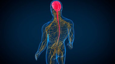 Tıbbi Konsept İçin Sinir Sistemli 3 boyutlu İnsan Beyin Anatomisi