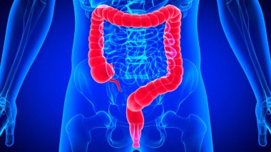İnsan Sindirim Sistemi Anatomisi (Kalın Bağırsak) Tıbbi Konsept İçin 3B Görüntü