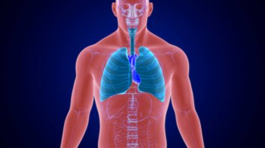 Tıbbi Konsept 3 boyutlu Resim İçin Akciğerler İnsan Solunum Sistemi Anatomisi
