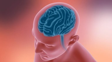 Tıbbi Konsept için İnsan Beyni Anatomisi 3 boyutlu İllüstrasyon