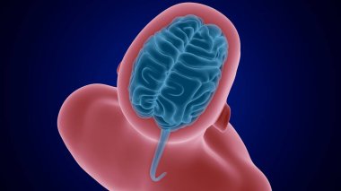 Tıbbi Konsept için İnsan Beyni Anatomisi 3 boyutlu İllüstrasyon