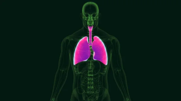 Tıbbi Konsept Için Resim Nsan Solunum Sistemi Anatomisi Akciğerler — Stok fotoğraf