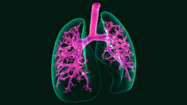 Illusztráció Emberi Légzőrendszer Anatómia Tüdő Orvosi Koncepció — Stock Fotó