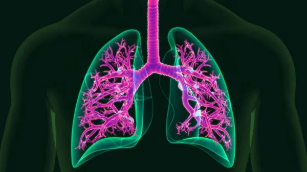 医学概念人体呼吸系统解剖 3D图解 — 图库照片