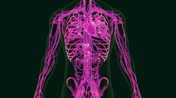 Tıbbi Konsept Dolaşım Sistemi Ile Nsan Kalbi Anatomisi — Stok fotoğraf