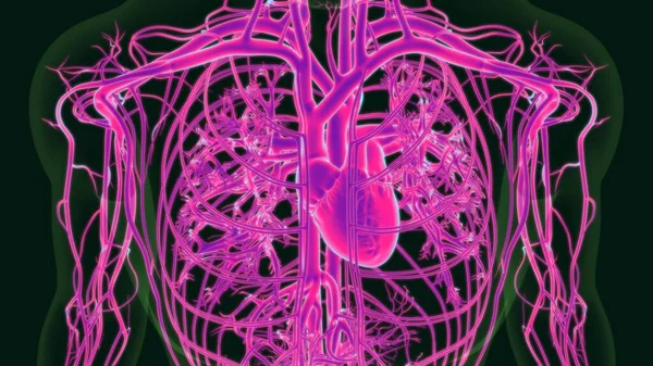 Tıbbi Konsept Dolaşım Sistemi Ile Nsan Kalbi Anatomisi — Stok fotoğraf