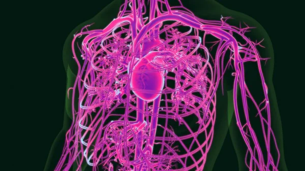 Anatomia Coração Humano Ilustração Com Sistema Circulatório Para Conceito Médico — Fotografia de Stock