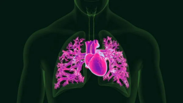 医学概念人类心脏解剖3D图解 — 图库照片