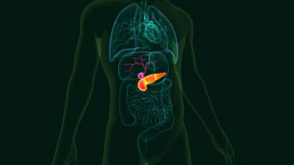 胰腺解剖用于医学概念的三维人体胆囊说明 — 图库照片