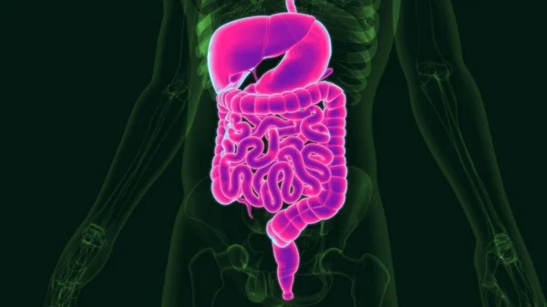 Illustration Anatomie Système Digestif Humain Pour Concept Médical — Photo