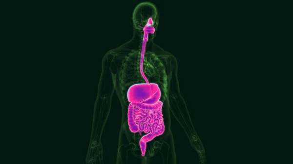 3D Illustration Human Digestive System Anatomy For Medical Concept