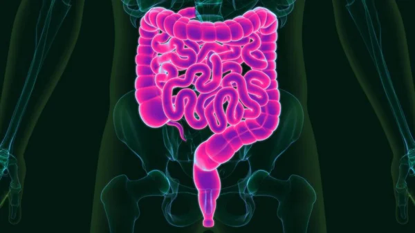 医学概念人体消化系统解剖 大小肠 的三维图解 — 图库照片
