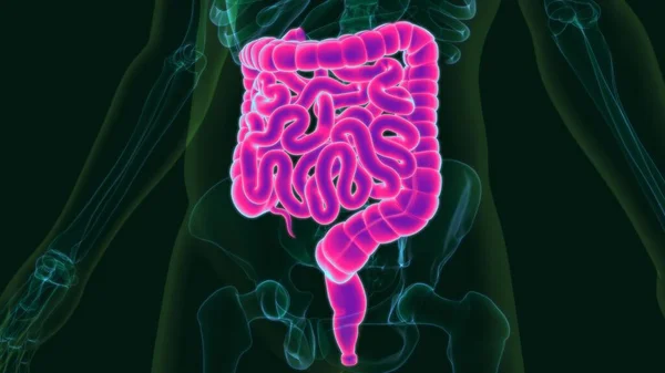 Ілюстрація Хімічна Система Людини Anatomy Large Small Intestine Медичної Концепції — стокове фото