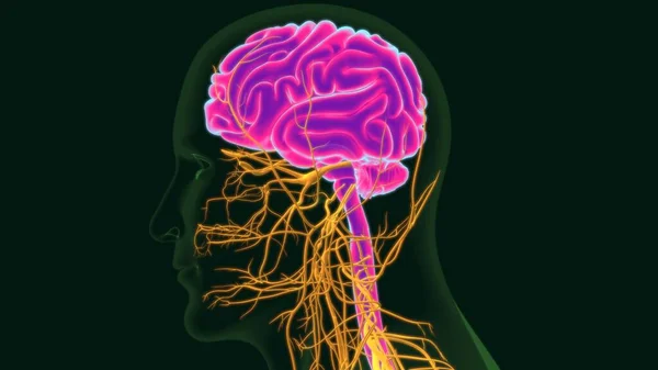 Ilustración Anatomía Del Cerebro Humano Con Sistema Nervioso Para Concepto — Foto de Stock