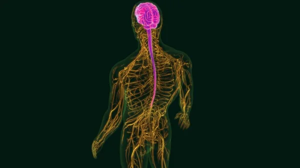 Anatomia Cérebro Humano Ilustração Com Sistema Nervoso Para Conceito Médico — Fotografia de Stock