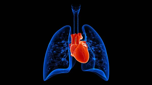 Tıbbi Konsept için 3D Resim İnsan Solunum Sistemi Anatomisi (Kalple Akciğerler)