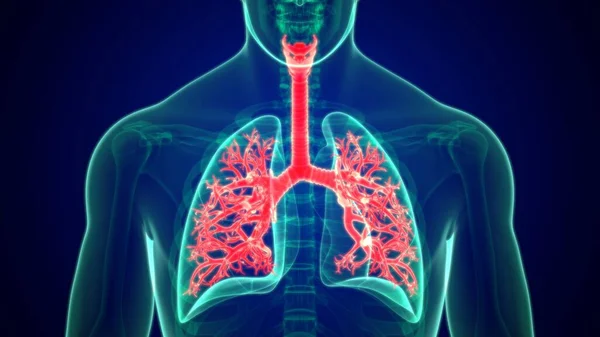 Ilustración Anatomía Los Pulmones Del Sistema Respiratorio Humano Bronquios Bronquial —  Fotos de Stock