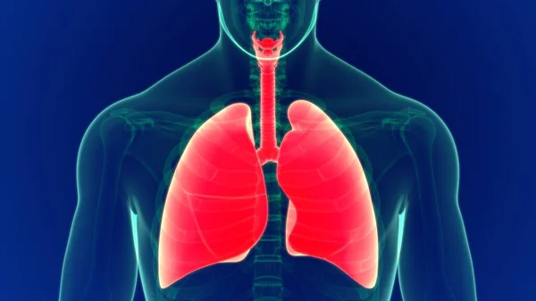 Anatomía Los Pulmones Del Sistema Respiratorio Humano Ilustración Para Concepto — Foto de Stock