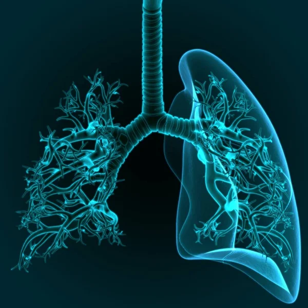 Ilustración Sistema Respiratorio Humano Pulmones Anatomía — Foto de Stock