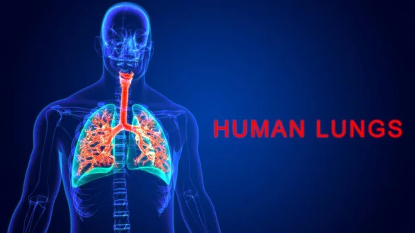 Απεικόνιση Του Ανθρώπινου Αναπνευστικού Συστήματος Ανατομία Πνεύμονες Για Ιατρική Έννοια — Φωτογραφία Αρχείου
