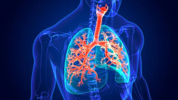 Ilustración Anatomía Del Sistema Respiratorio Humano Pulmones Para Concepto Médico —  Fotos de Stock