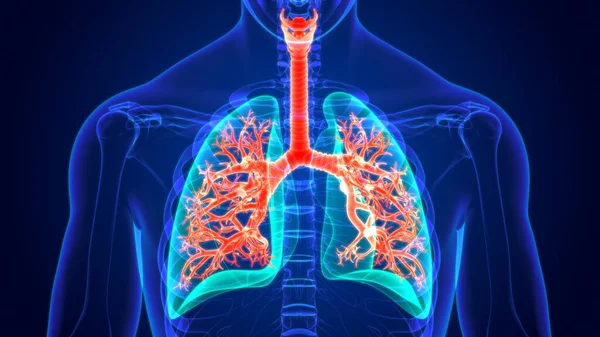 Anatomia Del Sistema Respiratorio Umano Dell Illustrazione Polmoni Concetto Medico — Foto Stock
