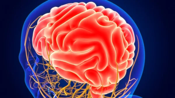 Cervello Umano Dell Illustrazione Con Anatomia Del Sistema Nervoso Concetto — Foto Stock