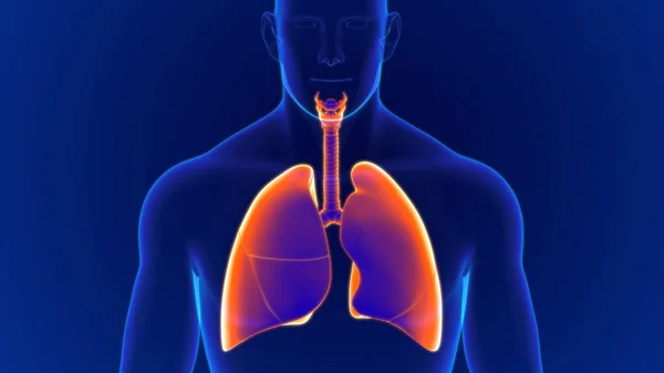 Anatomia Del Sistema Respiratorio Umano Dell Illustrazione Polmoni Concetto Medico — Foto Stock