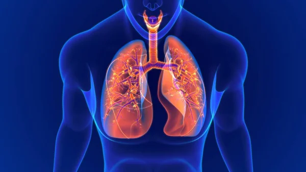 Illustration Human Respiratory System Anatomy Lunge Für Medizinisches Konzept — Stockfoto