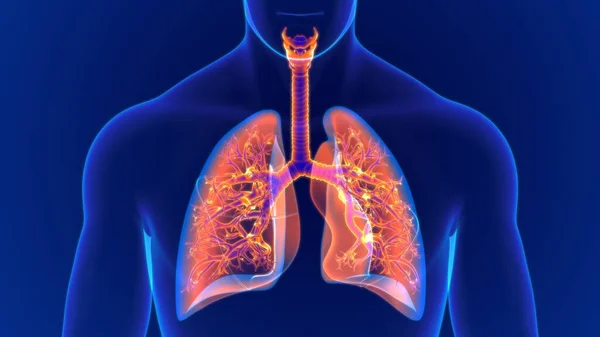 Ilustracja Anatomia Układu Oddechowego Człowieka Płuca Dla Koncepcji Medycznej — Zdjęcie stockowe