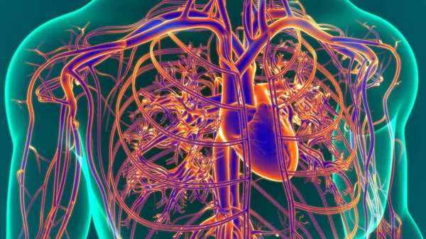 三维重建人类心脏与循环系统解剖的医学概念 — 图库照片