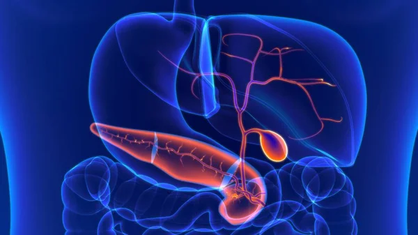 Ilustración Anatomía Del Sistema Digestivo Humano Vesícula Biliar Para Concepto — Foto de Stock