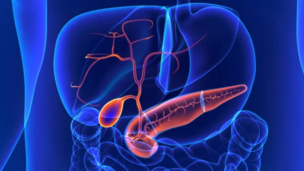 Ilustración Anatomía Del Sistema Digestivo Humano Vesícula Biliar Para Concepto —  Fotos de Stock