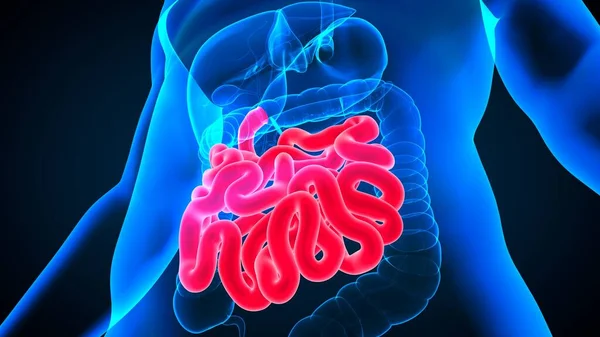 Ilustración Anatomía Del Sistema Digestivo Humano Intestino Delgado Para Concepto — Foto de Stock