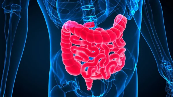 Ilustración Anatomía Del Sistema Digestivo Humano Intestino Delgado Grueso Para — Foto de Stock