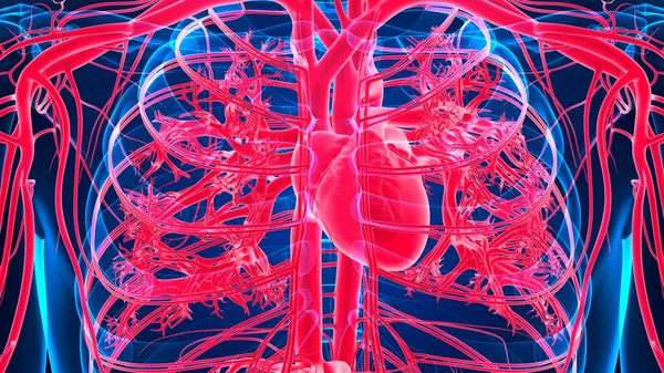 Ilustración Anatomía Del Corazón Humano Con Sistema Circulatorio Para Concepto —  Fotos de Stock