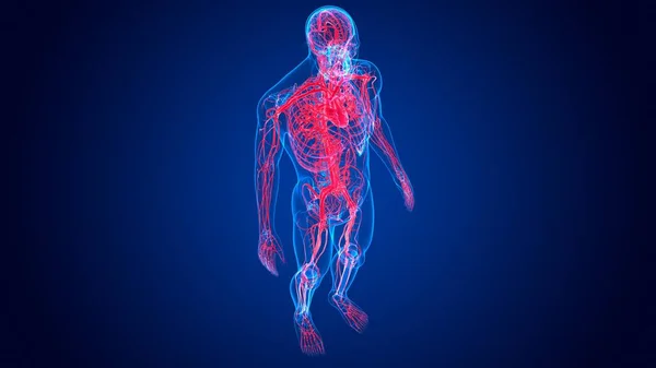 3Dイラスト 医学的概念のための循環系と人間の心臓解剖学 — ストック写真
