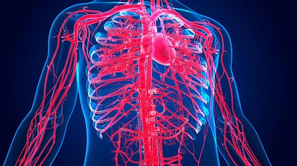 Ilustración Anatomía Del Corazón Humano Con Sistema Circulatorio Para Concepto — Foto de Stock