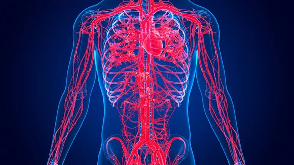 Ilustración Anatomía Del Corazón Humano Con Sistema Circulatorio Para Concepto — Foto de Stock