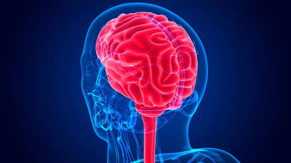 Anatomia Umana Del Cervello Illustrazione Con Sistema Circolatorio Concetto Medico — Foto Stock
