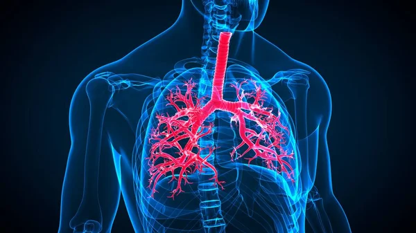 Anatomia Del Sistema Respiratorio Umano Dell Illustrazione Polmoni Concetto Medico — Foto Stock