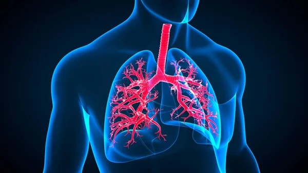 Anatomia Del Sistema Respiratorio Umano Dell Illustrazione Polmoni Concetto Medico — Foto Stock