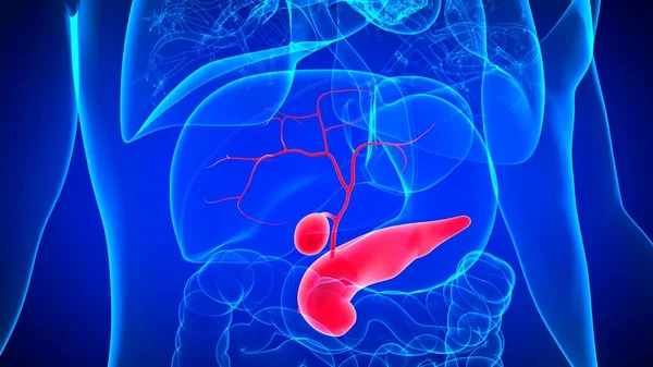 胰腺解剖用于医学概念的三维人体胆囊说明 — 图库照片