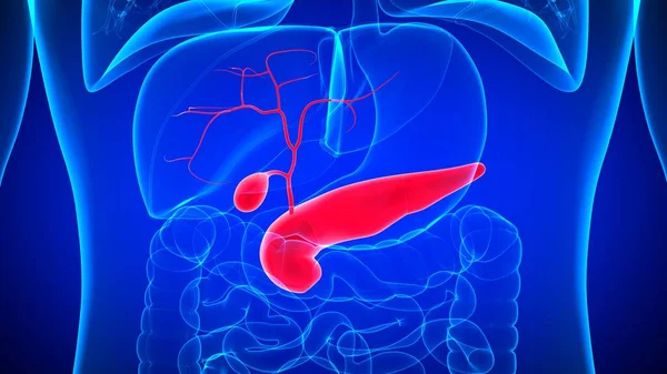 Ilustracja Ludzki Woreczek Żółciowy Anatomią Trzustki Dla Koncepcji Medycznej — Zdjęcie stockowe