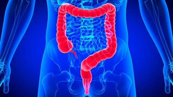 İnsan Sindirim Sistemi Anatomisi (Kalın Bağırsak) Tıbbi Konsept İçin 3B Görüntü