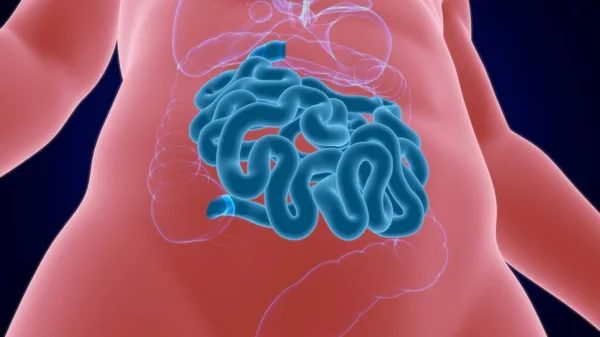 Small Intestine Illustration Human Digestive System Anatomy Medical Concept — Stock Photo, Image