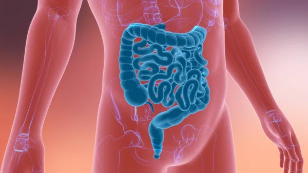 Anatomía Del Sistema Digestivo Humano Ilustración Del Intestino Delgado Grueso — Foto de Stock