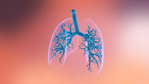 폐인간 흡기계 해부학 의료상의 — 스톡 사진