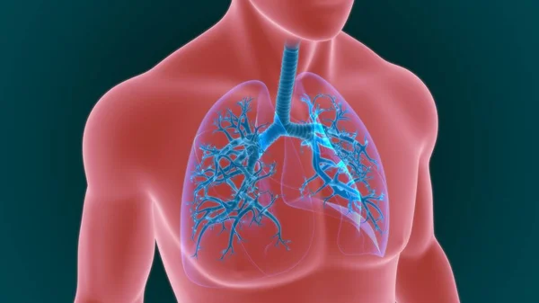 Anatomia Del Sistema Respiratorio Umano Dei Polmoni Concetto Medico Illustrazione — Foto Stock