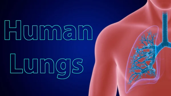 Lungs Human Respiratory System Anatomy Medical Concept Illustration Right Lung — Stock Photo, Image